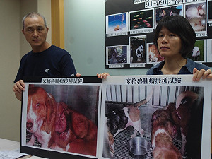 米格魯攻毒實驗遭批 農委會：願公開計畫