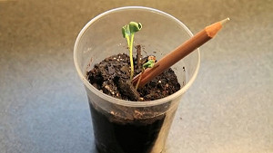 鉛筆種出豆芽菜和美麗的花