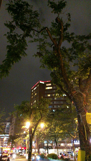 松菸楓香樹明將移除 樹團發緊急動員令