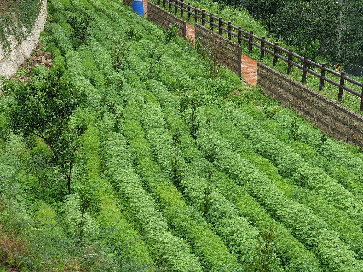 桃園市龍潭大北坑魯冰花茶園 戀戀魯冰花臉書
