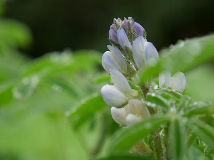 桃園市龍潭大北坑魯冰花茶園 戀戀魯冰花