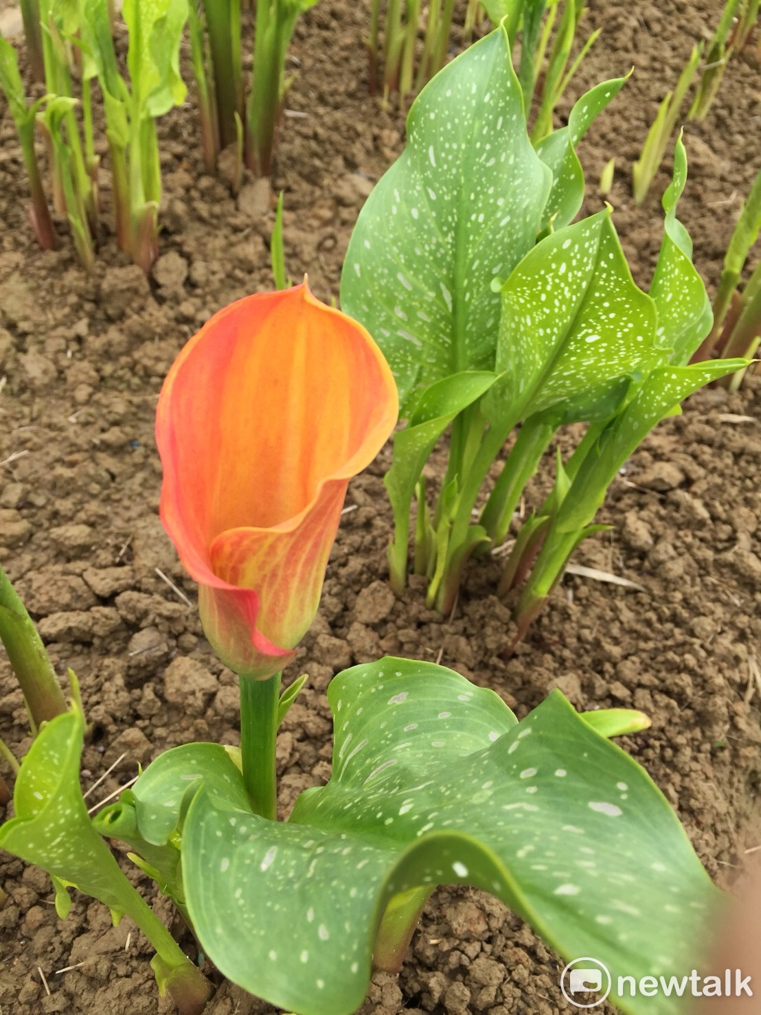 春天花轟季！2018桃園彩色海芋冒出頭了。酒紅色彩芋。3月10日在桃園市大園區聖德北路正式登場。 picasa