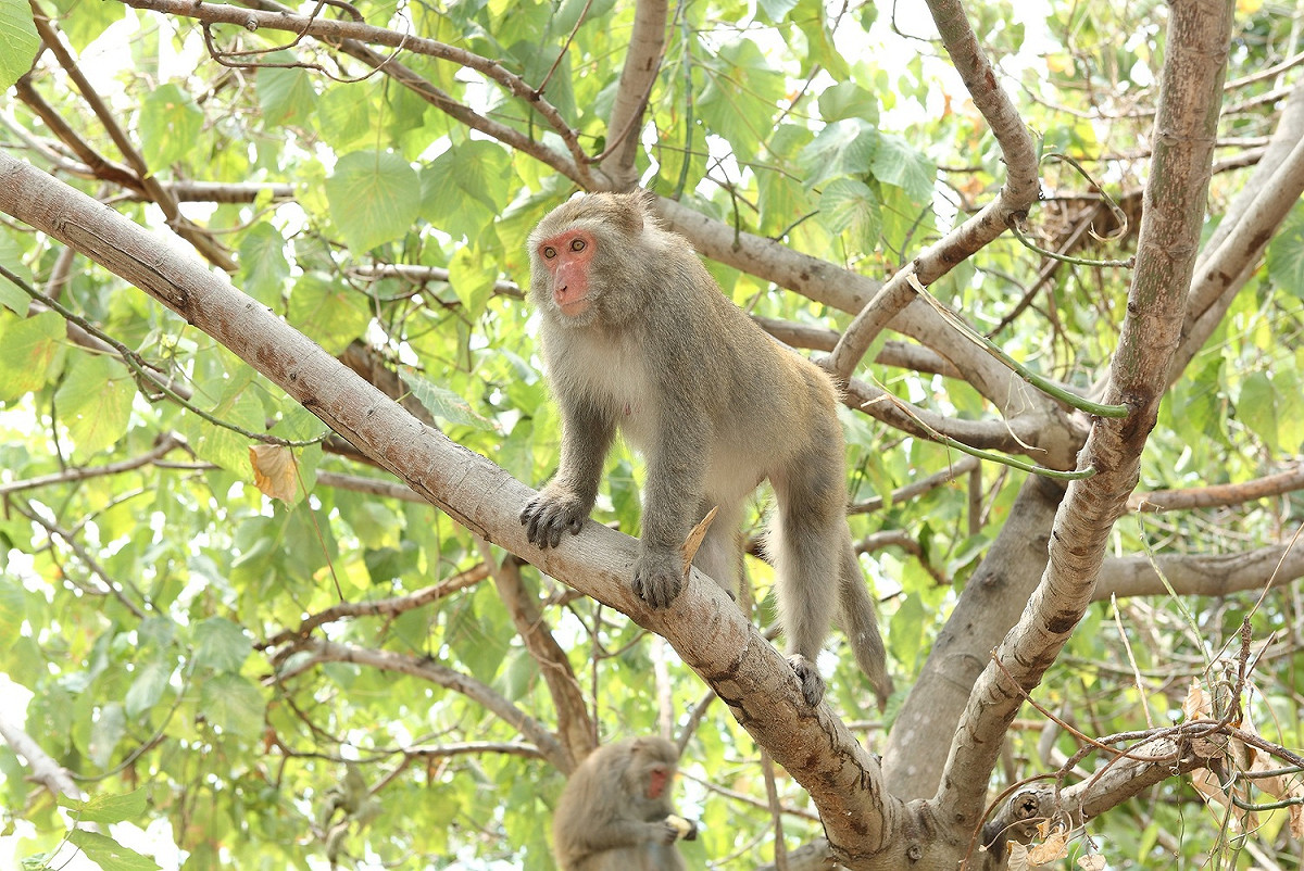 中國科學院昆明動物研究所進行了一項實驗，將人類基因植入到猴子大腦之中，藉此觀察猴子是否因此有人類智力進化，但此項實驗引發西方科學家痛批。示意圖。 圖：林務局/提供