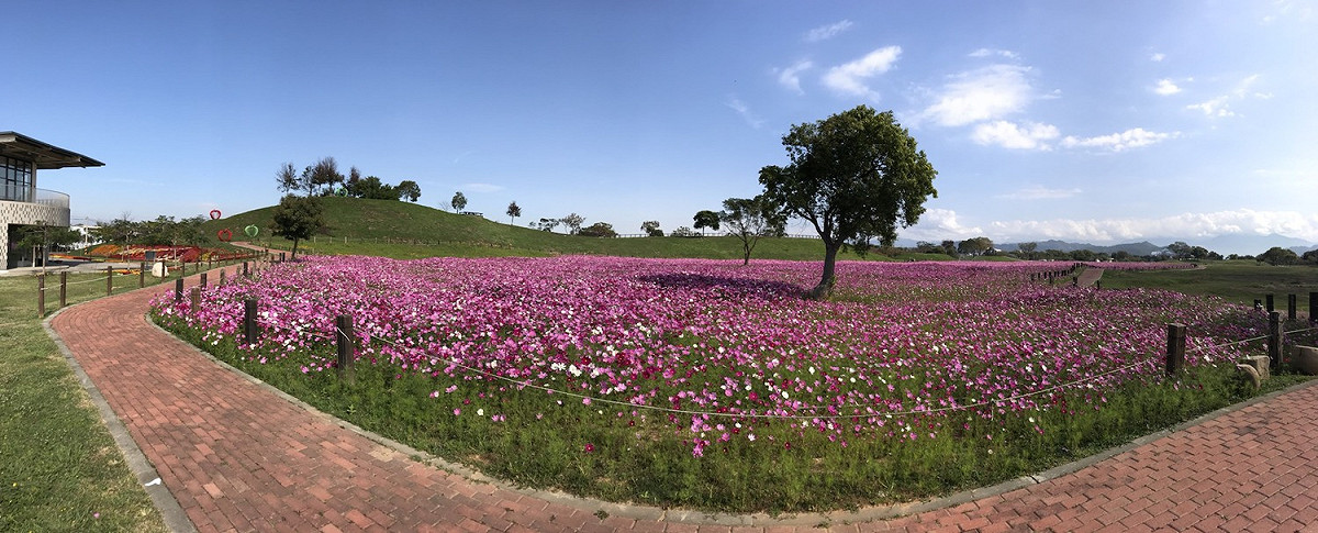 后里環保公園的花海開始 圖：台中市政府/提供