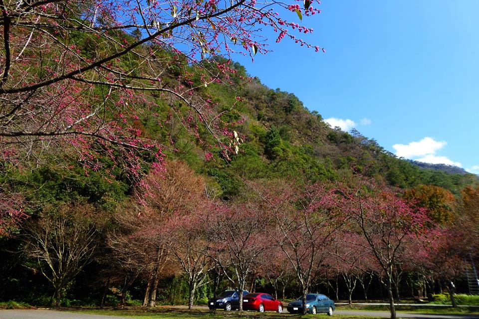 萬大森林遊樂區除了是賞楓勝地，園區內也栽種大量緋寒櫻、八重櫻及霧社櫻。 圖：取自奧萬大情報站粉絲專頁