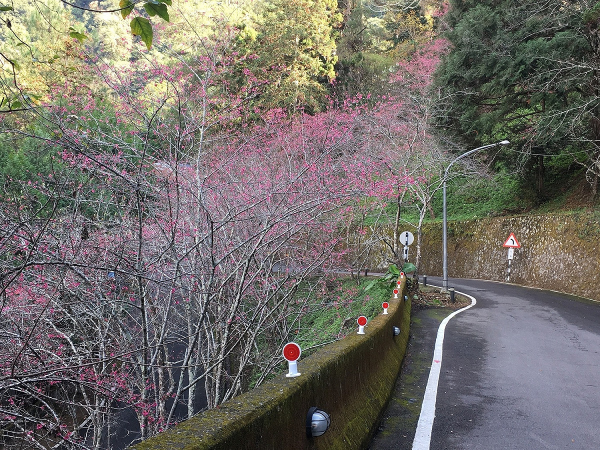 八仙山國家森林遊樂區正值山櫻花綻放期間，是台中市谷關地區旅遊賞櫻的好地點。 圖：農委會林務局東勢林區管理處/提供