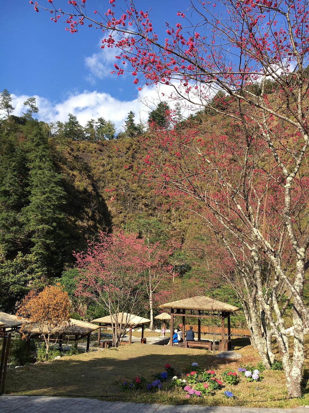 八仙山櫻花盛開、百花齊放 圖：農委會林務局東勢林區管理處/提供