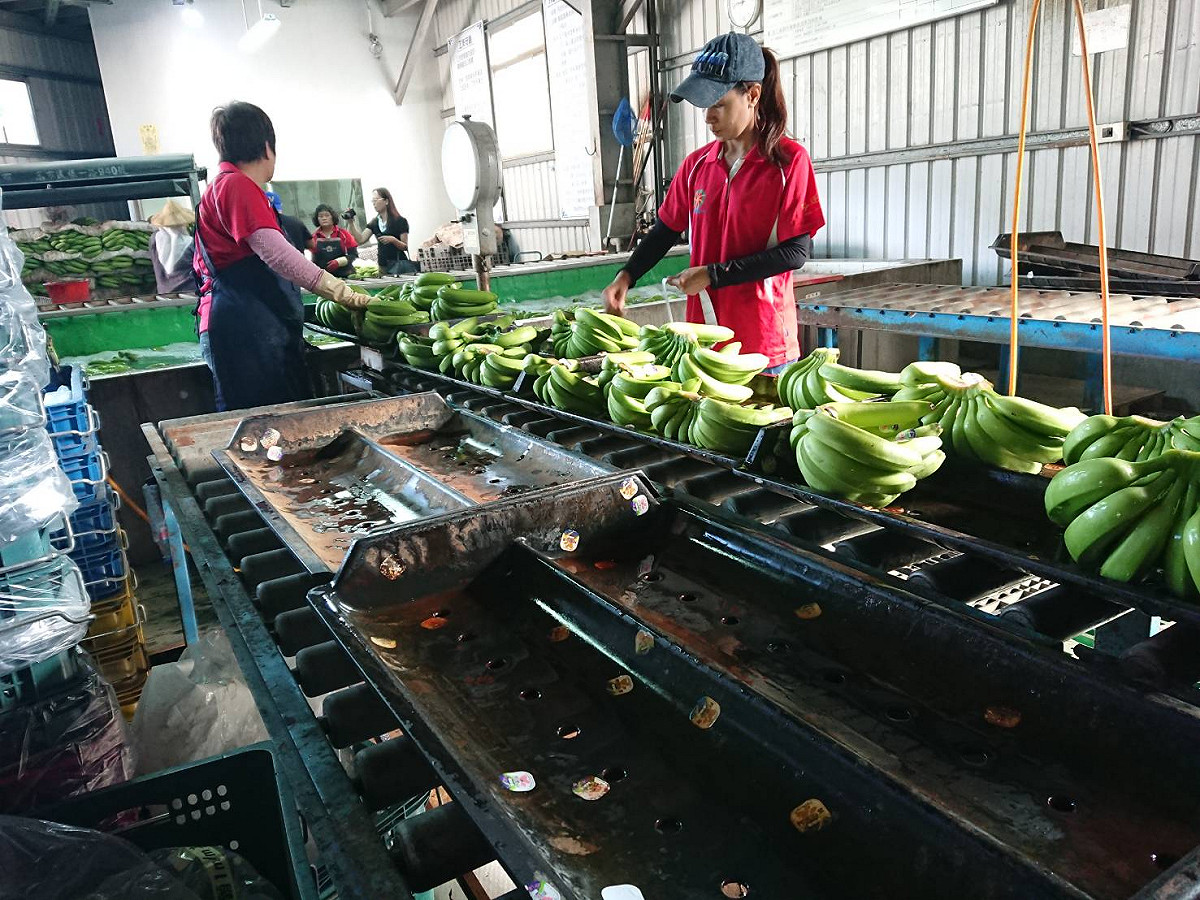 高雄農業局輔導蕉農，目前以每週2櫃、30噸的量，將高雄的香蕉持續外銷日本。 圖：高雄農業局/提供