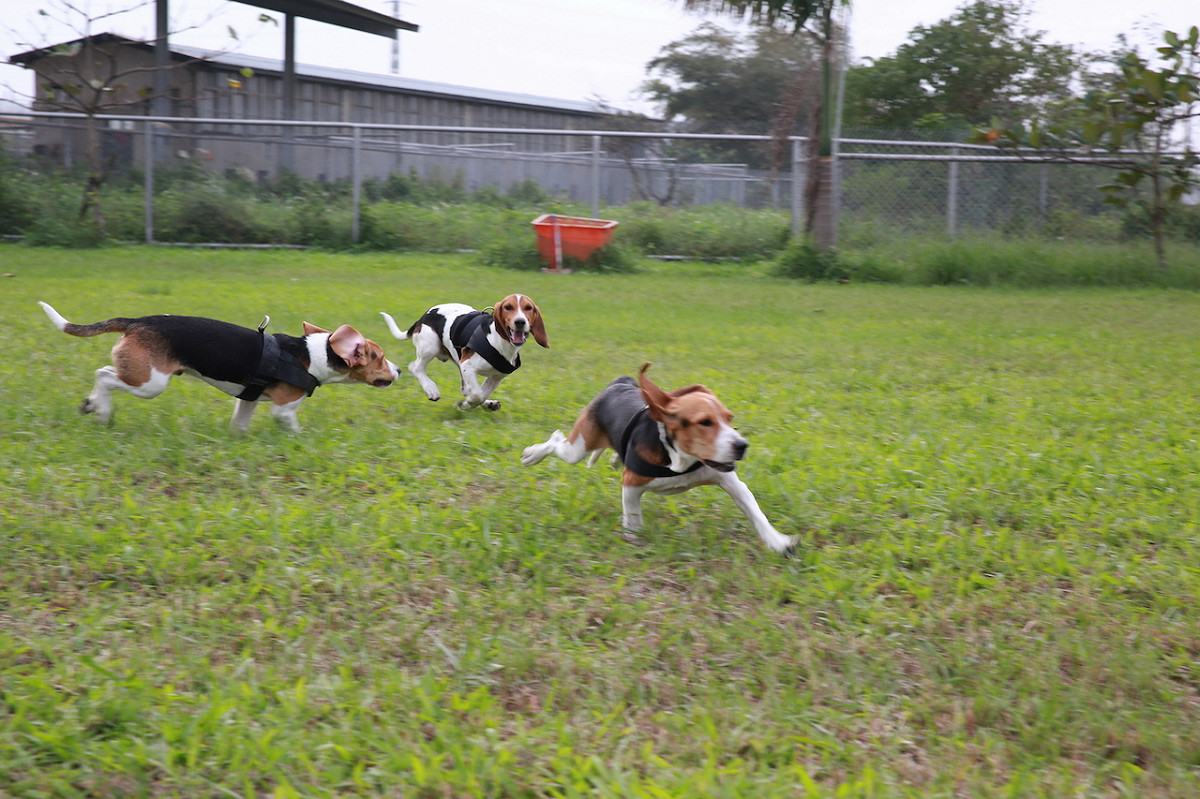 檢疫犬執勤時認真嚴肅，但放風的時候也是活蹦亂跳的。 圖：行政院農委會動植物防疫檢疫局/提供