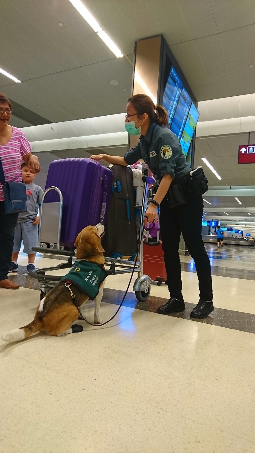 為防堵非洲豬瘟入侵，防檢局安排領犬員與檢疫犬於行李轉盤執勤，以免旅客攜帶入品入境。(圖為示意圖) 圖：農委會動植物防疫檢疫局/提供