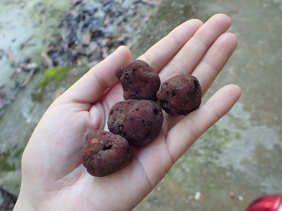 深脈松露是2017年在南投溪頭地區油杉根圈土壤找到的，且香氣最迷人。 圖：農委會林試所/提供