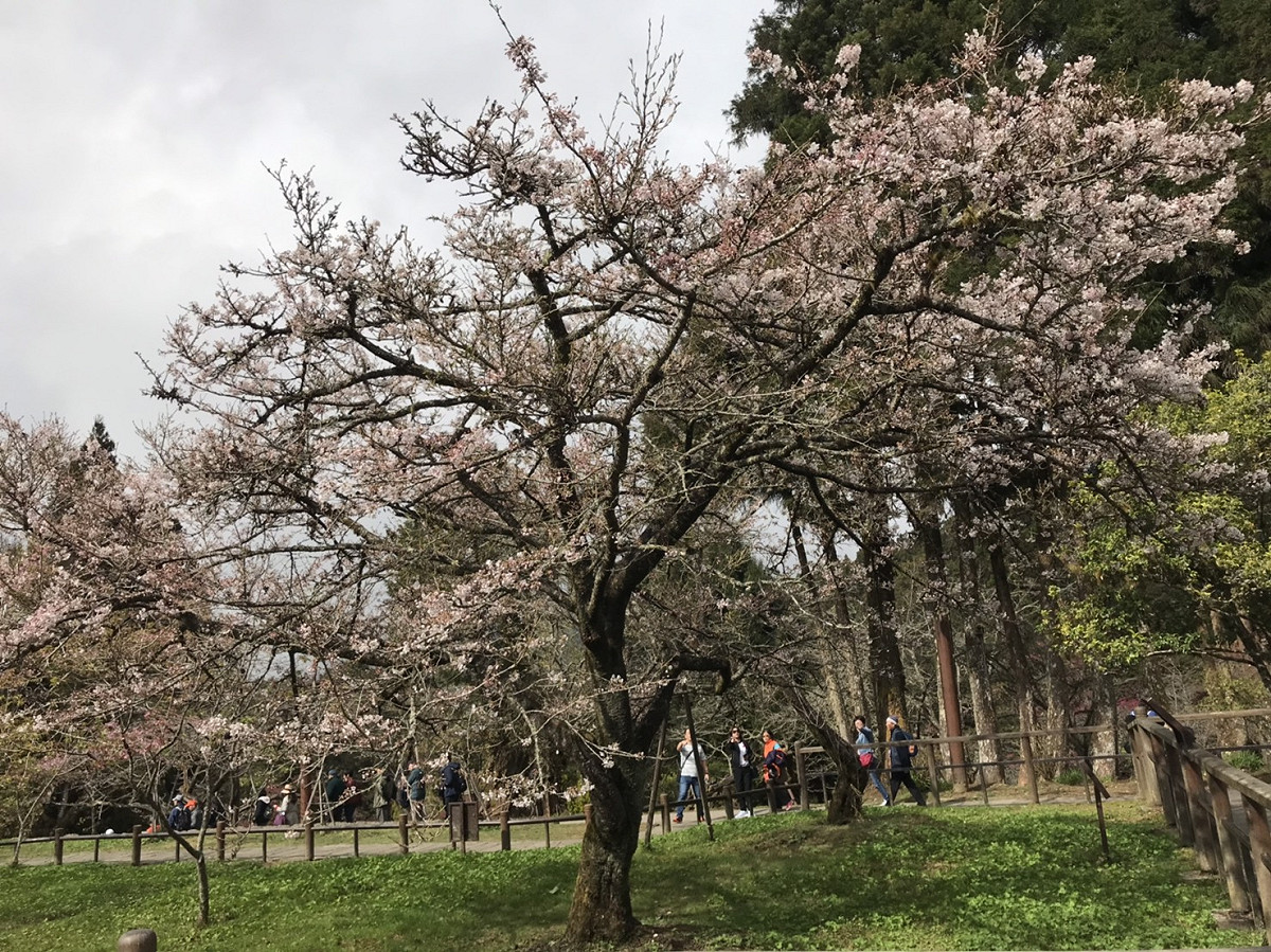 阿里山櫻花季將於週六登場，目前櫻王已經開出5成，預計3月10日（週日）將會全數盛開，是賞櫻的最佳日子 圖：林務局嘉義林區管理處/提供