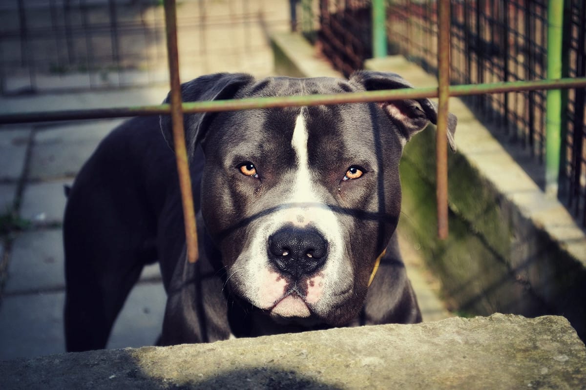 比特犬是由美國比特犬和史大佛夏牛頭犬所培育出來的鬥犬，體型不算特別大但非常壯碩，體重20至50公斤。 圖：pixbay