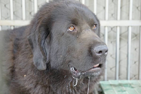 獒犬高壯的身材、壯實的頭顱和大而短的口鼻，在面對敵人時性情非常兇悍 圖：新北市動保處/提供