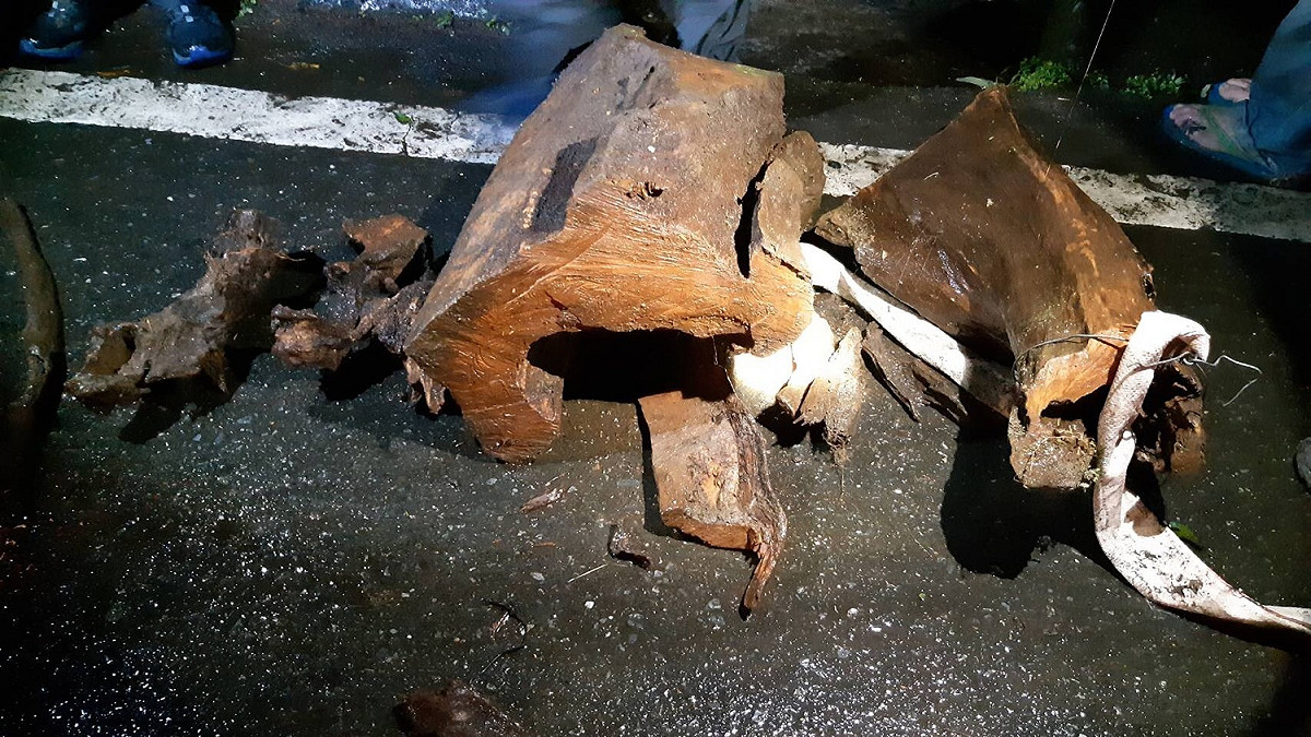 宜蘭大同明池山區6日晚間10點森林警察發現一起山老鼠盜伐珍貴肖楠木事件，嫌犯逃跑時倉皇丟棄肖楠4大塊、小型角材5塊及搬運背架等贓物。 圖：內政部警政署保七總隊第四大隊/提供