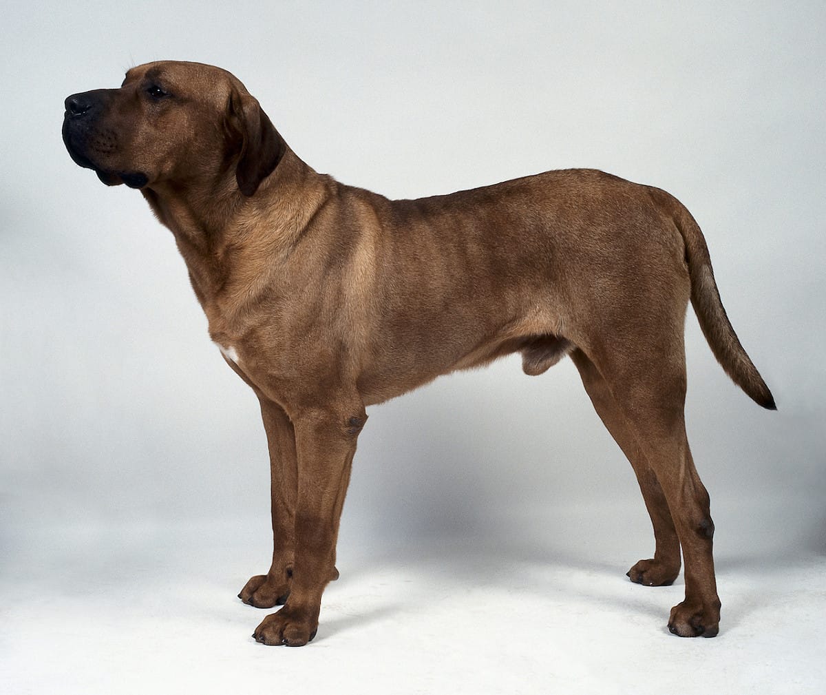 日本土佐犬，則是日本的主要鬥犬之一，領域觀念強烈，若感覺受到侵犯會變得特別具有攻擊性。 圖：Newscom