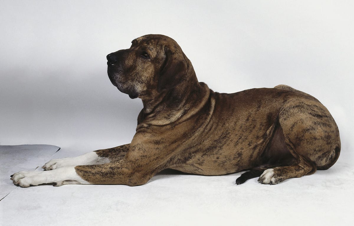 巴西菲勒犬則是是由古代英國鬥牛犬、英國獒犬和尋血獵犬所培育出的犬種，最初被用來護衛或狩獵。 圖：Newscom