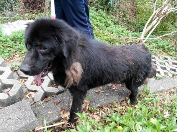 獒犬是目前台灣常見飼養的危險性犬隻，不過若飼主耐心教導，一樣可以培養為溫馴且忠誠的好夥伴。 圖：取自基隆市動物防疫所