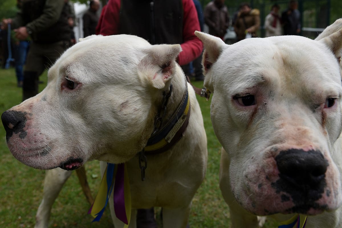 比特犬雖然兇猛，不過對於他認定的主人會忠心耿耿。 圖：Newscom