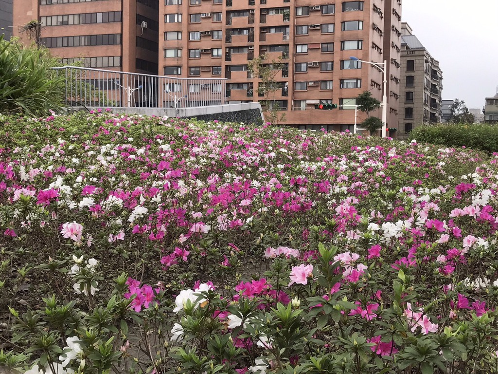 台北杜鵑花季總是吸引許多遊客前來朝聖，今年與白色情人節結合，更是浪漫。 圖：台北市政府觀光傳播局/提供