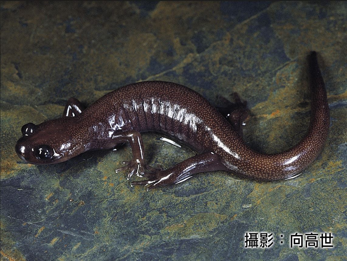 體型細長，全長約為11公分，成體軀幹約5～6公分的阿里山山椒魚，也在今年「瀕臨絕種野生動物」調整為「珍貴稀有野生動物」。 圖：農委會林務局/提供