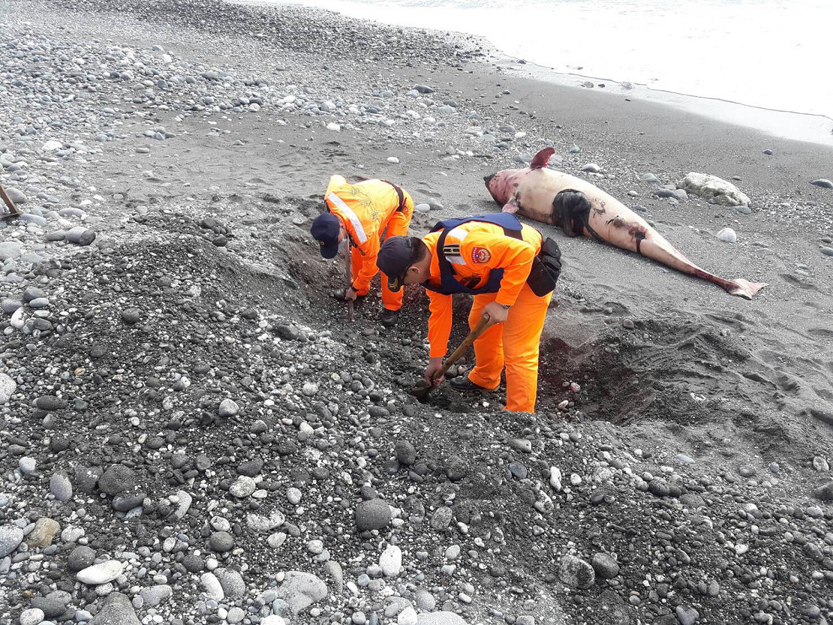 台東縣成功鎮海濱公園沙灘在今（16）早上午發現一隻死亡鯨豚擱淺，岸巡人員通報後先就地掩埋。 圖：海巡署東部分署第十三岸巡隊提供