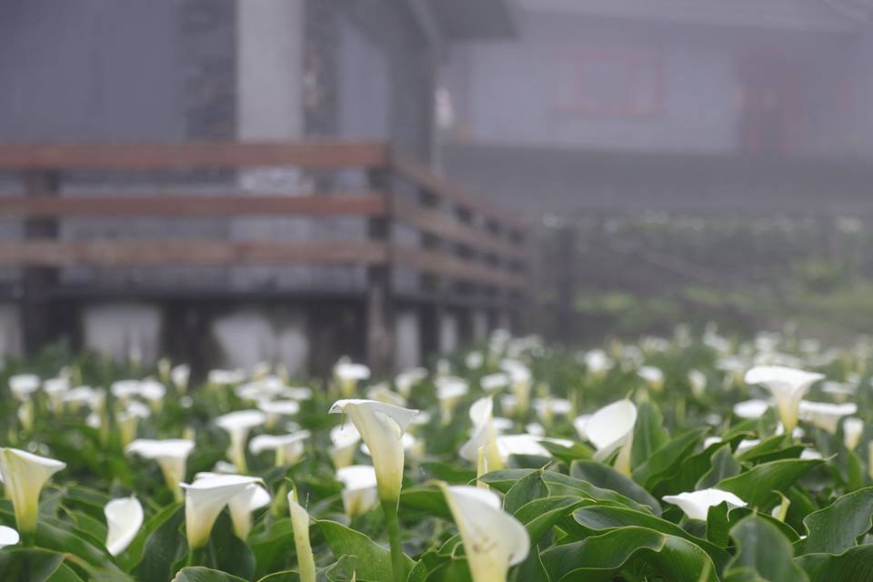 每年的海芋季都會吸引大批人潮朝聖。 圖：截自海芋季粉絲專頁