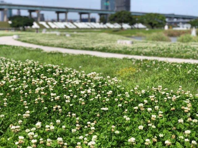 白花三葉草彷彿滿地白雪 圖：新北市政府水利局/提供