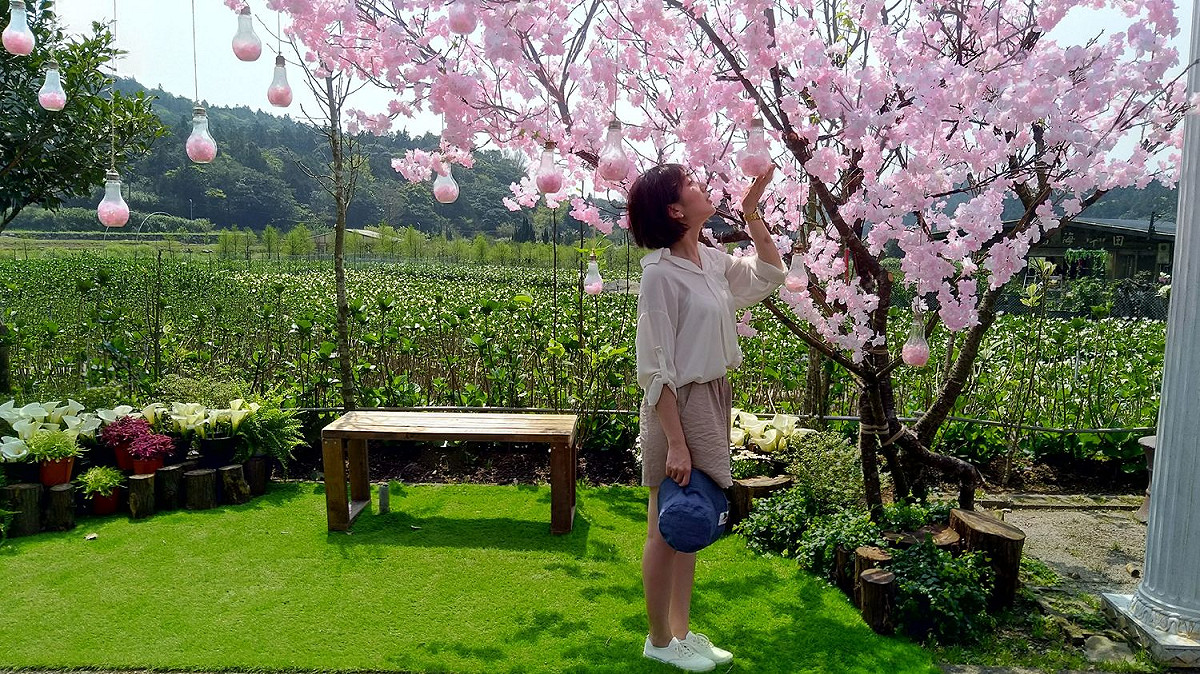 被海芋包圍的花谷海芋園，想拍美照別錯過 圖：台北市政府產業發展局/提供