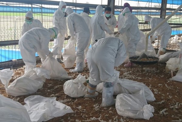 今年迄今確診及撲殺禽流感禽場案例11例，雲林縣今又傳出一起禽流感 圖：雲林縣政府/提供