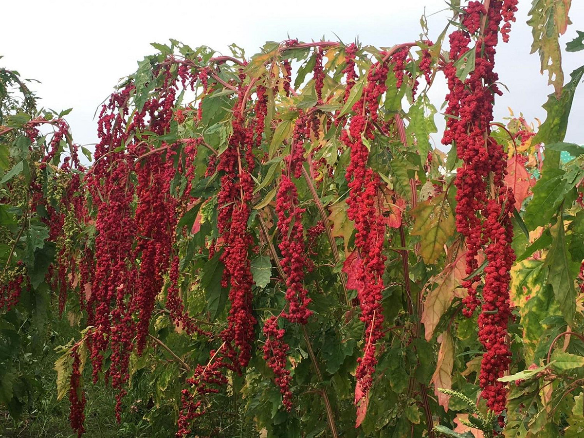 台灣藜台東1號為市場主流之紅色果穗，且具有高蛋白質。 圖：行政院農業委員會台東區農業改良場/提供