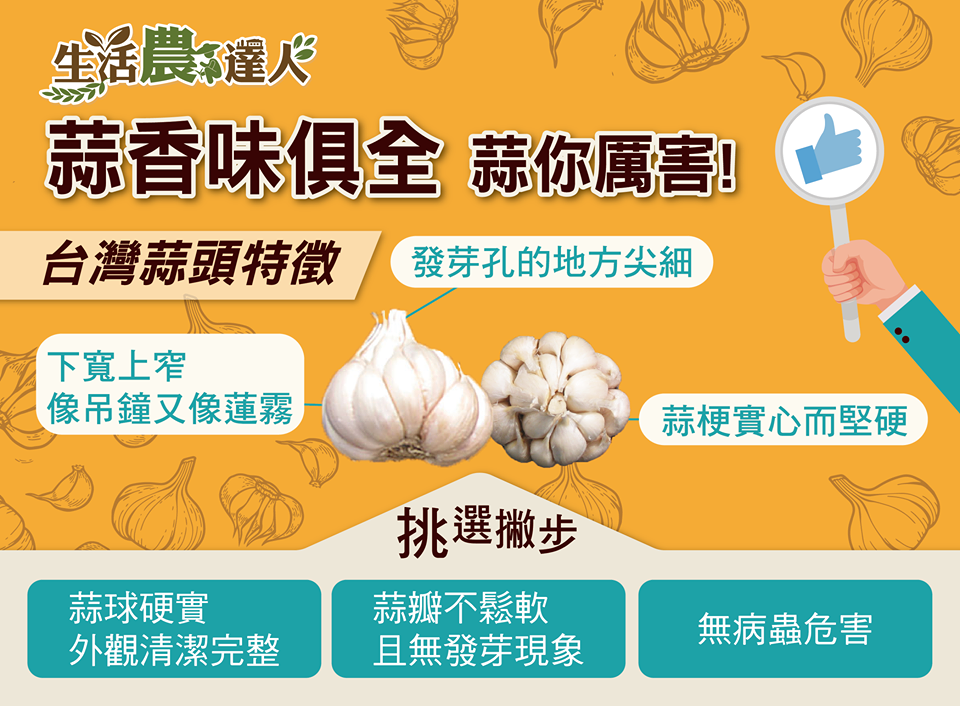 農委會指出，台灣蒜頭的特徵就是發芽孔尖細、下寬上窄、蒜梗實心而堅硬 圖：取自行政院農業委員會粉絲專頁
