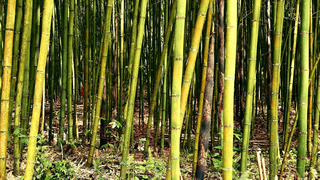 桂竹筍具有堅硬的竹殼，可以形成保護層避免害蟲侵擾，也無須施用農藥，可算是最乾淨的蔬菜 圖： 行政院農業委員會農糧署北區分署/提供
