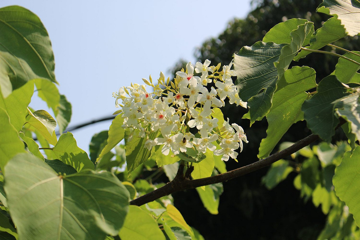 有「5月雪」之稱的油桐花也開始綻放了，一朵朵白色桐花飄落在綠色的草地上，如白雪般遍布腳邊。 圖：台北市政府工務局公園路燈工程管理處/提供