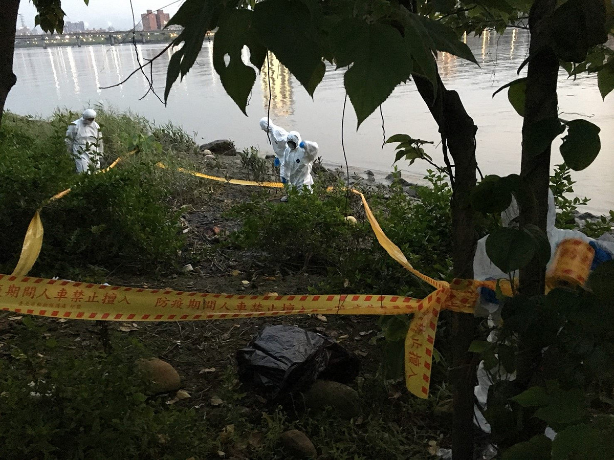 台北市動物保護處在23日延平河濱公園發現1豬隻屍體案件，（24）日晚間該豬隻檢驗結果確認未檢出非洲豬瘟病毒。 圖：台北市動保處/提供