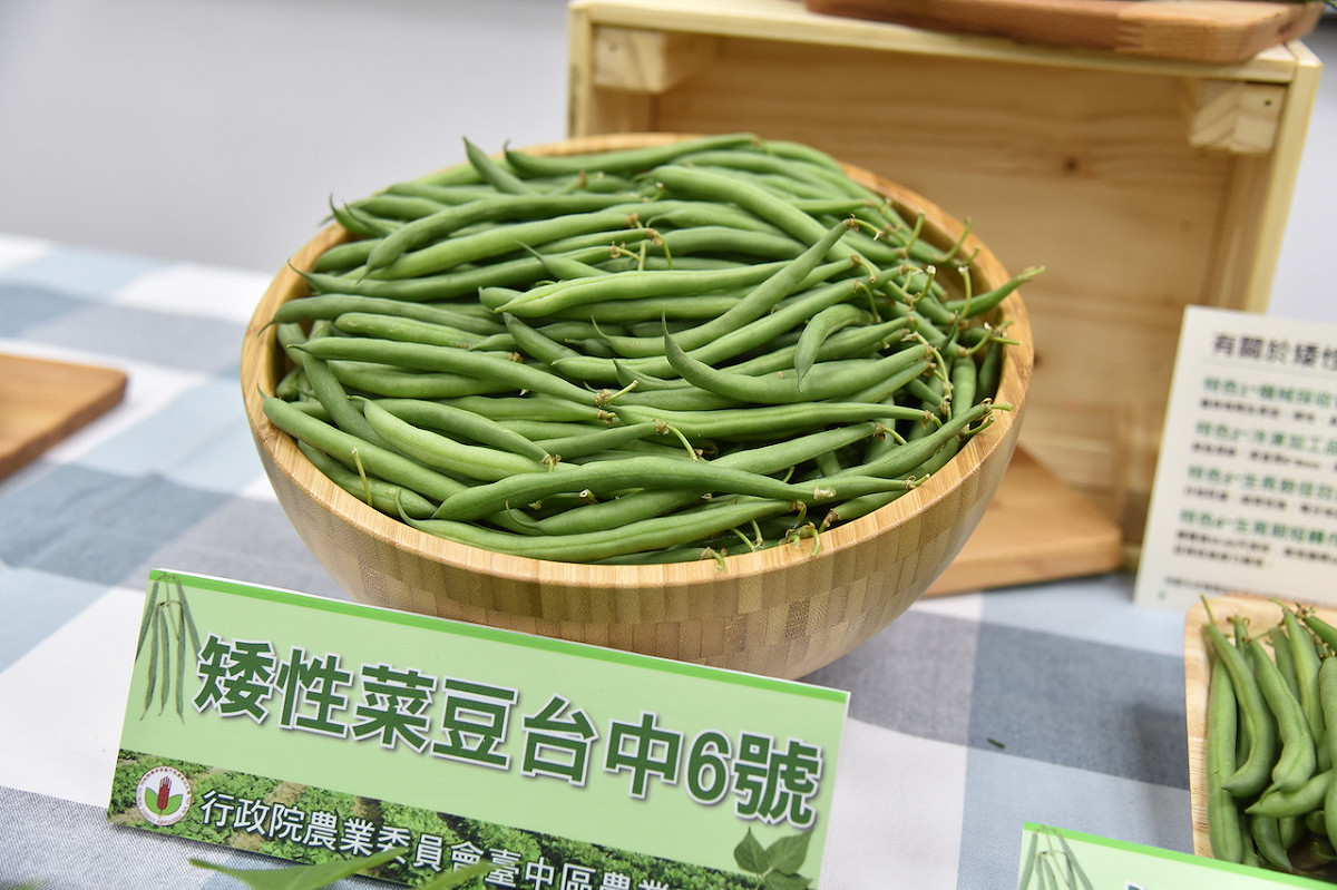 歷時六年育成新品種矮性菜豆「台中6號」已取得植物品種權，可望追隨冷凍毛豆外銷的腳步，成為另一個主力產品！ 圖：農委會台中區農業改良場/提供