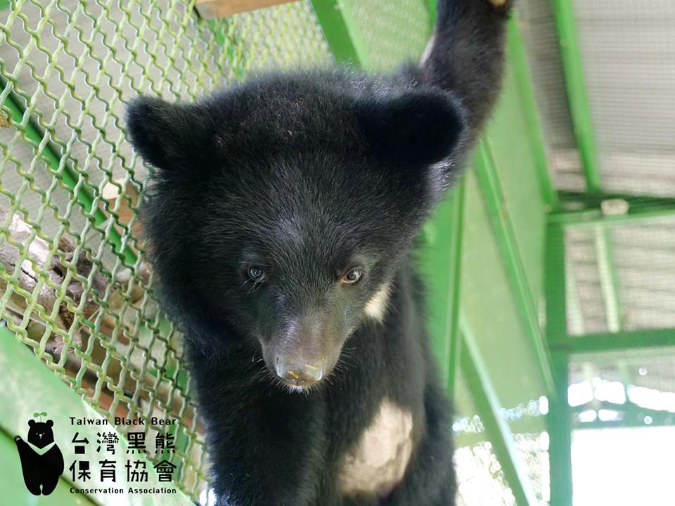 去年7月在花蓮南安瀑布附近被發現的落單小黑熊「南安小熊」，經過台灣黑熊保育協會9個月的照養，在4月30日搭上黑鷹直升機順利抵達花蓮山區野外棲地後野放。 圖：取自台灣黑熊協會粉絲專頁