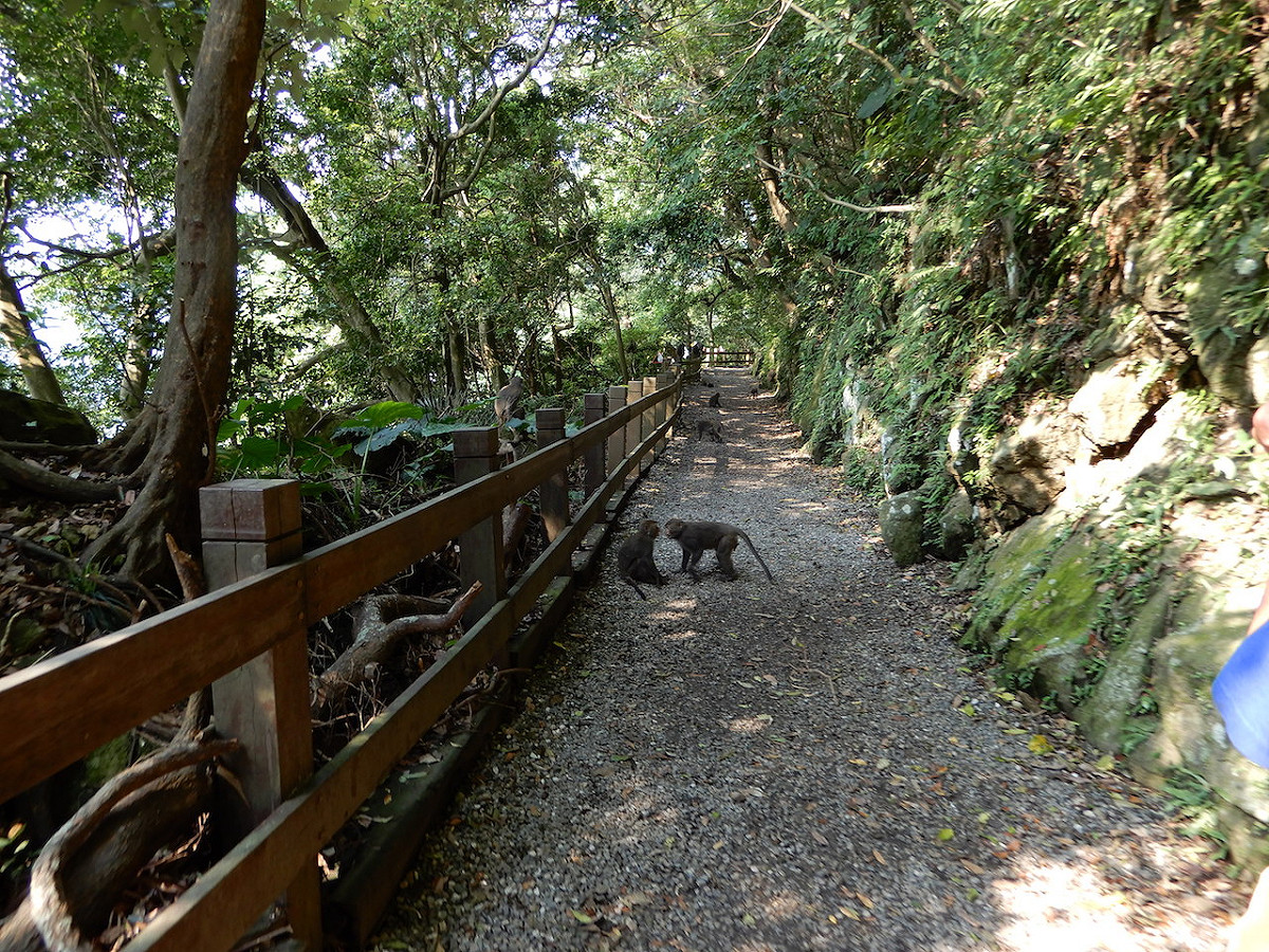 動保處表示，近期在天母古道獼猴出沒熱區忽見20幾隻猴子，並分別佔據步道或坐在欄杆上約30公尺路段 圖：台北市動保處/提供