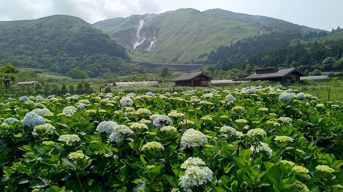 竹子湖種植的繡球花品種多樣、色彩豐富，目前白色與淺色繡球花已陸續綻放。 圖：台北市政府產業發展局農業發展科/提供