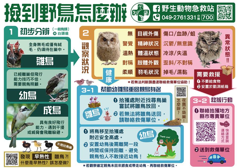 撿到野鳥怎麼辦？野生動物急救站表示，傷病幼雛送救傷單位、健康幼雛還給親鳥 圖：取自野生動物急救站