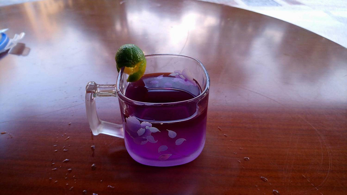 「蝶豆花」因藍紫色的特殊外表越來越受歡迎，許多飲料業者也會用來調配飲料，製造漸層，吸引消費者眼球 圖：新北市政府綠美化環境景觀處／提供