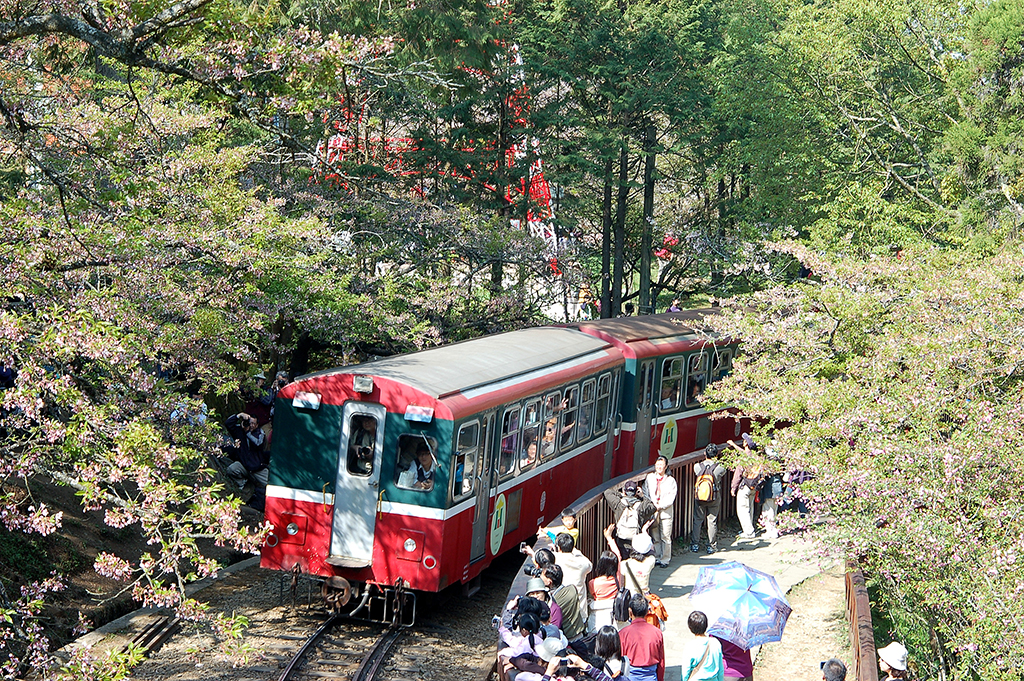 阿里山國家森林遊樂區訂於今日中午12時開園，阿里山電動遊園車也配合開始營運。 圖：翻攝自交通部觀光局官網