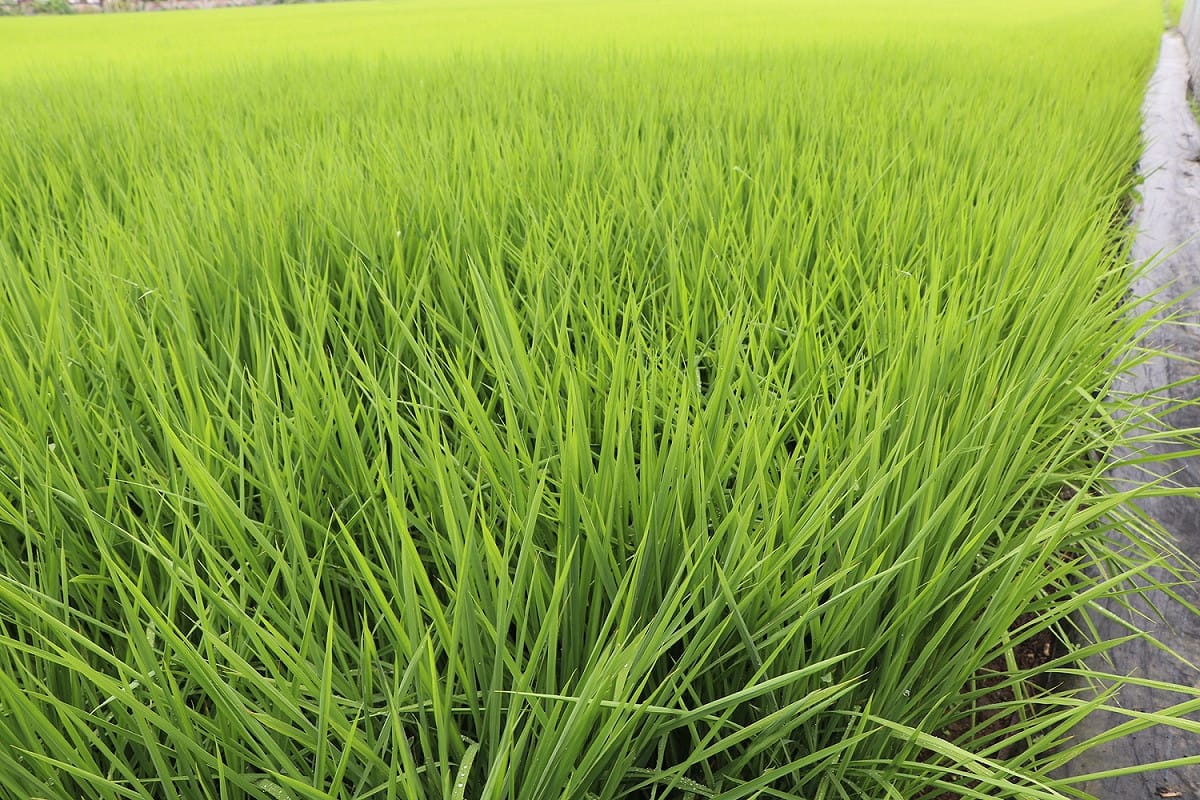 疾管署提醒，日本腦炎以三斑家蚊、環紋家蚊及白頭家蚊為主要病媒蚊，常孳生於水稻田、池塘及灌溉溝渠等處。 圖：農委會農糧署南區分署/提供