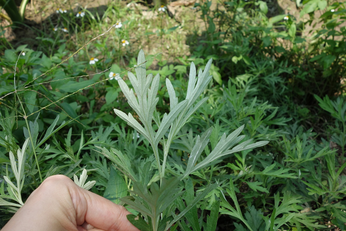 艾草是一種多年生草本植物，在端午除了用來避邪、防瘟疫疾病，其實在養生保健的應用也十分普遍。 圖：林務局/提供