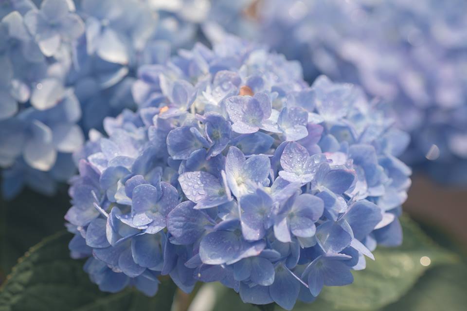 陽明山竹子湖繡球花正值花季，每日都有大批人潮湧入賞花。 圖：Chuufly Ku／提供