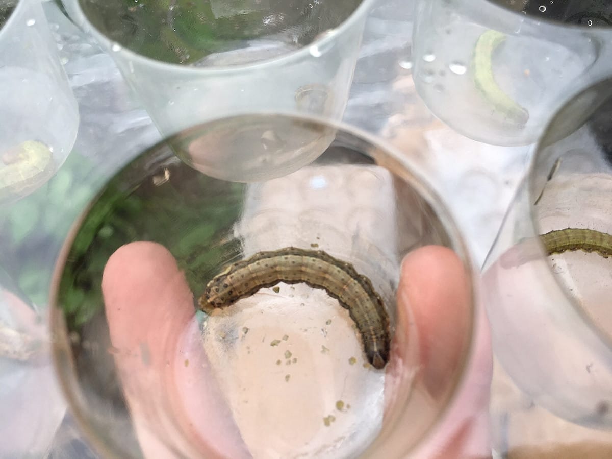 秋行軍蟲成熟幼蟲的頭殼可見黃色倒Y狀紋路，幼蟲背部各體節具梯形狀分布的4個斑點。 圖：宜蘭縣政府農業處／提供