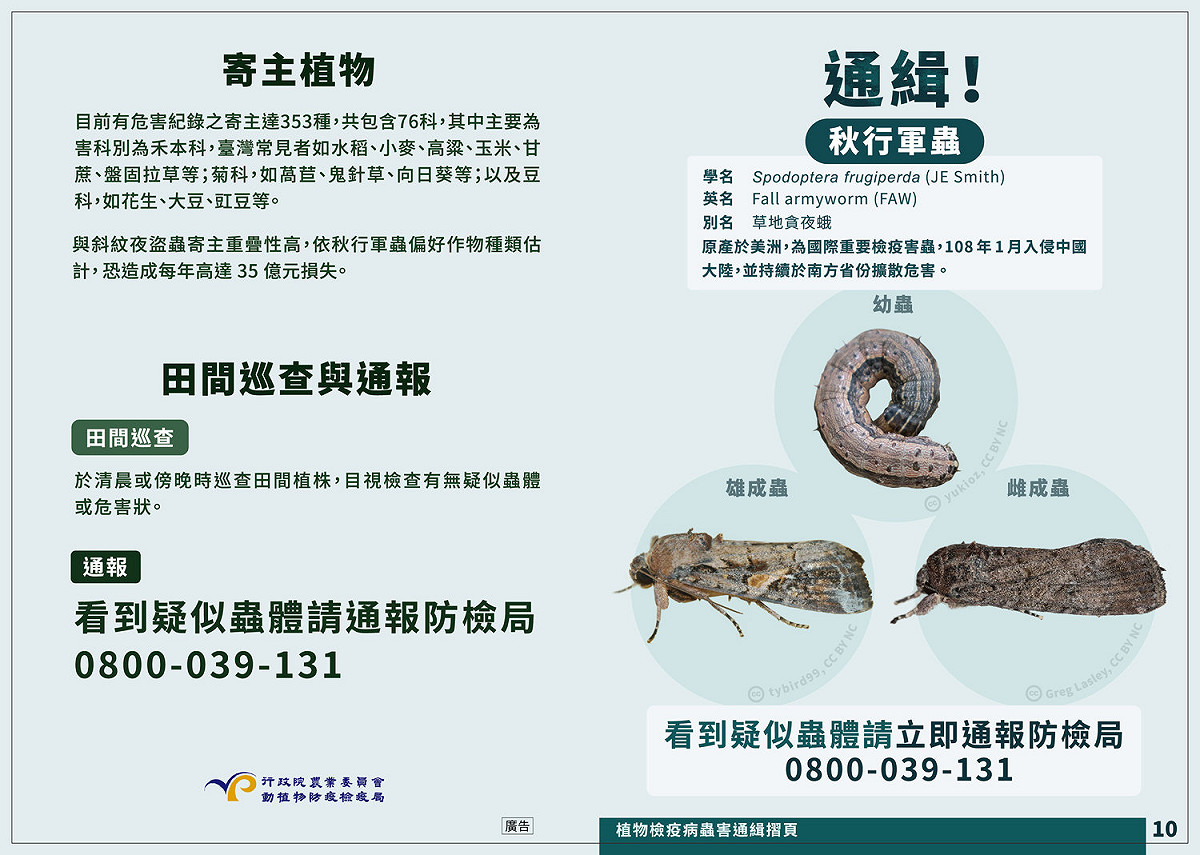 秋行軍蟲會對包含小麥、玉米、高粱、稻米等禾本科作物產量影響2到3成，約計全台種植面積作物有45%會受影響，估計每年可造成高達35億6千萬元損失。 圖：農委會防檢局/提供