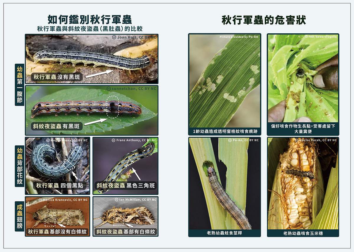 秋行軍蟲與斜紋夜盜蟲（黑肚蟲）比較 圖：農委會防檢局/提供