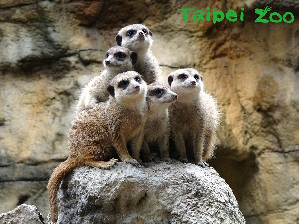 台北市立動物園是台北市的一座公立動物園，每到暑假旺季總是會吸引大批人潮。 圖：台北市立動物園/提供