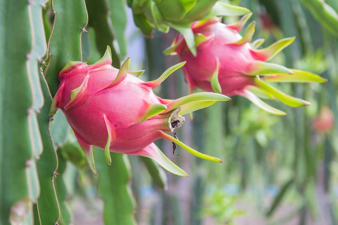 火龍果（pitaya；dragon fruit）又稱紅龍果或仙蜜果，果實呈橢圓形，外觀為紅色，具有厚皮，是 圖：取自農委會農業易遊網